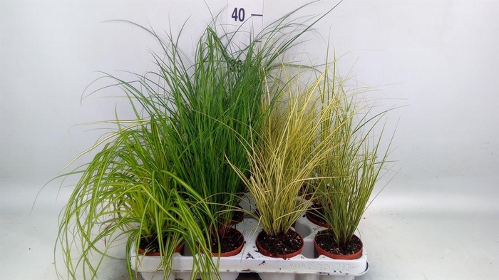 <h4>Carex   ...mix</h4>