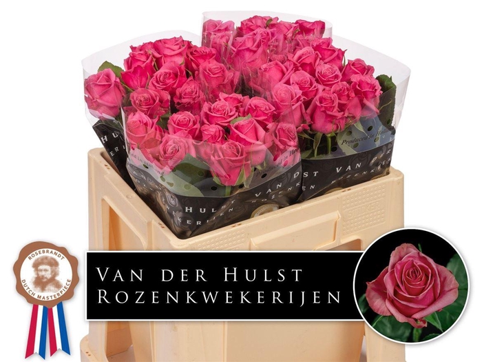 <h4>Rosa a grande fleur Kiss Me Kate</h4>