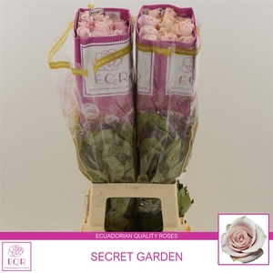 Rosa gr Secret Garden!