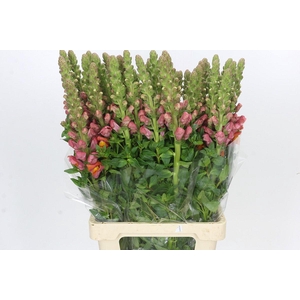 Antirrhinum Potomac Dark Orange
