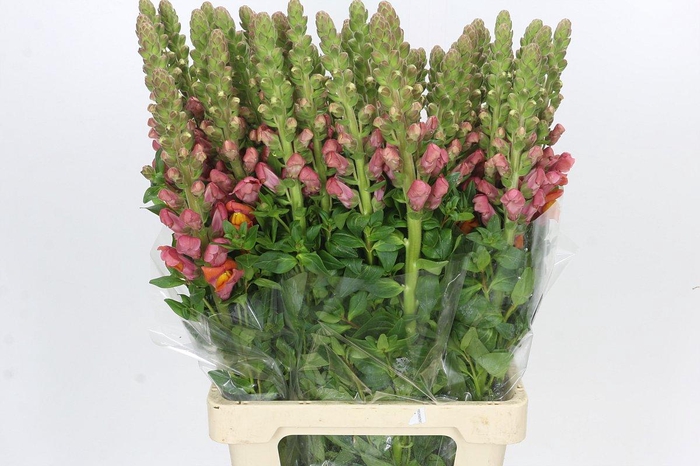 <h4>Antirrhinum Potomac Dark Orange</h4>