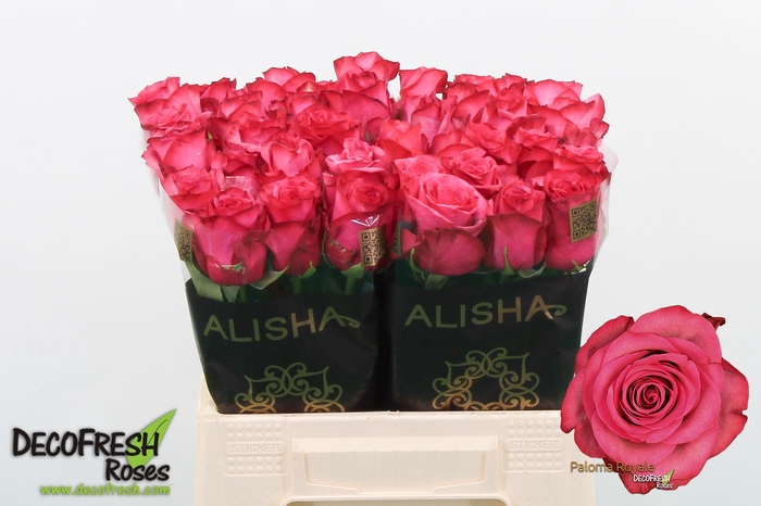 <h4>R Gr Paloma Royale Alisha</h4>