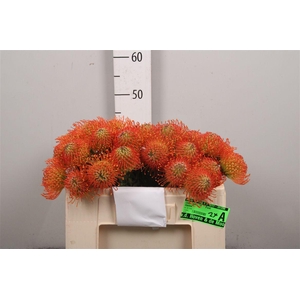 Leuco Neena Orange
