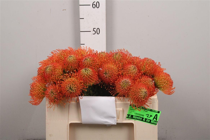 <h4>Leuco Neena Orange</h4>