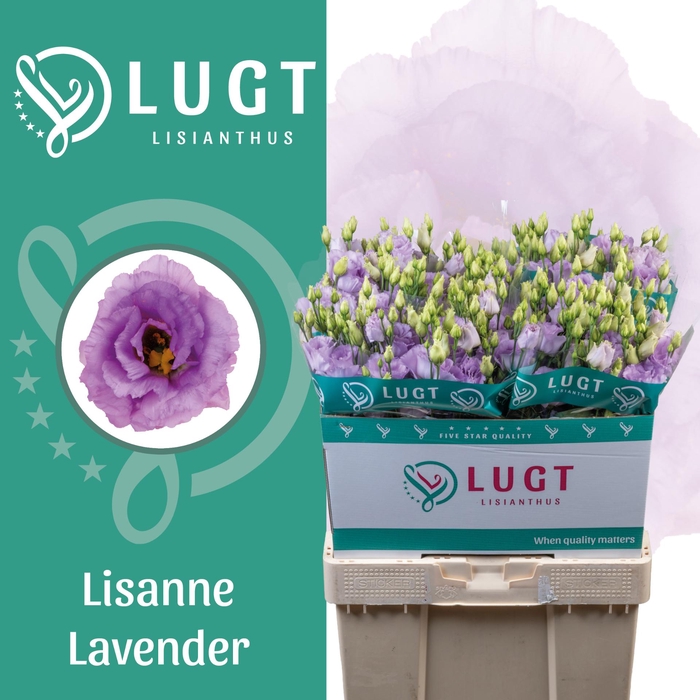<h4>Lisianthus Lisanne Lavendel</h4>