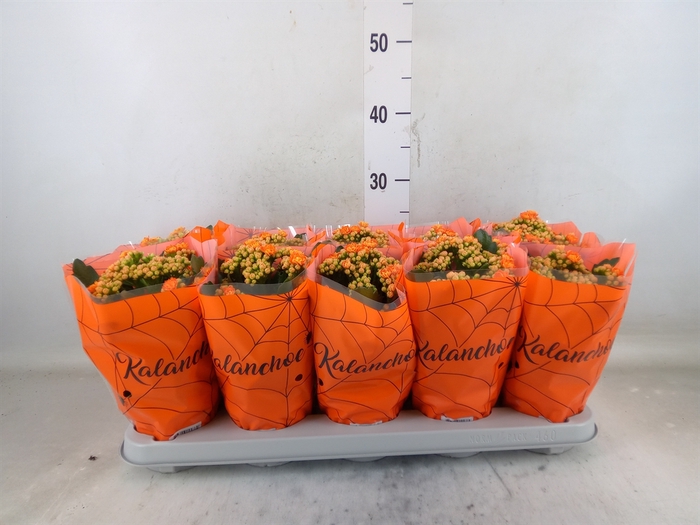 <h4>Kalanchoe blos. 'Perfecta Orange'</h4>