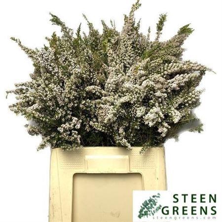 <h4>Erica Ov Bs</h4>