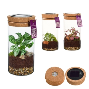 arr2 WA TERRARIUM - SIRIUS MEDIUM