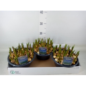 Muscari  'Big Smile'