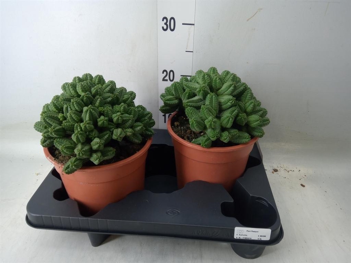 <h4>Euphorbia enopla</h4>