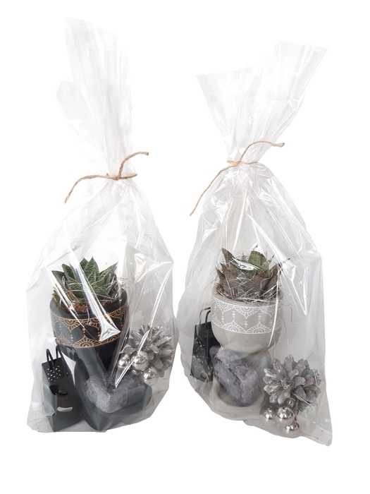 <h4>Arr.   Kamerplant Groen L%</h4>