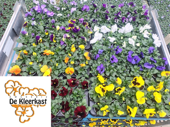 <h4>VIO F1 HYBR MIXK</h4>