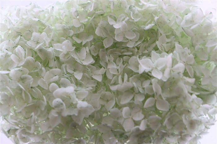 Pres Hydrangea Soft Green Bunch
