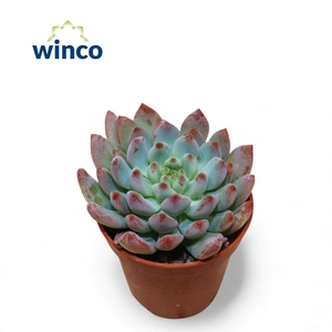 Pachyphyllum Bluebean