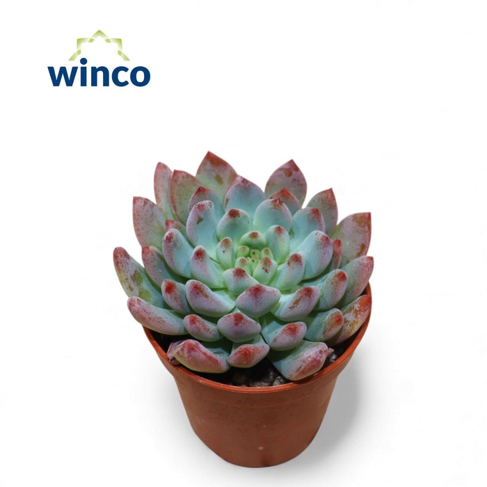 <h4>Pachyphyllum Bluebean</h4>