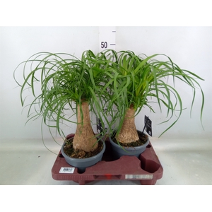 Beaucarnea recurvata