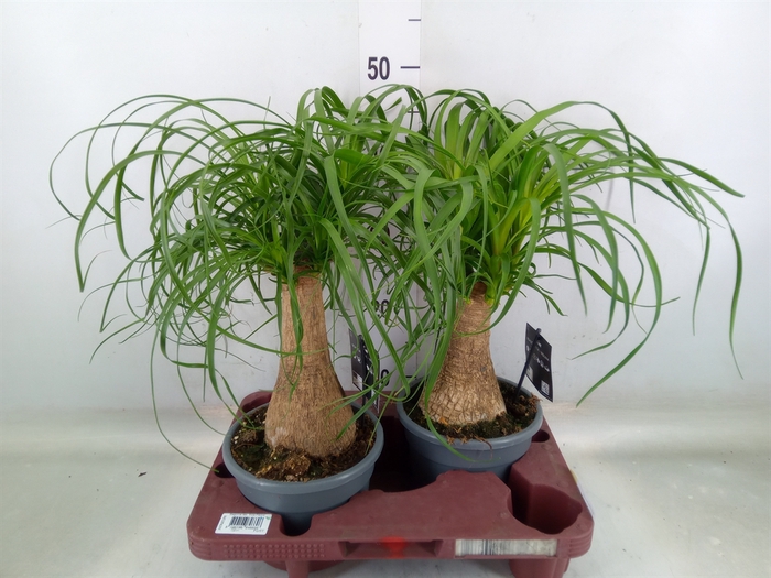<h4>Beaucarnea recurvata</h4>