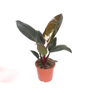 Philodendron Congo Red