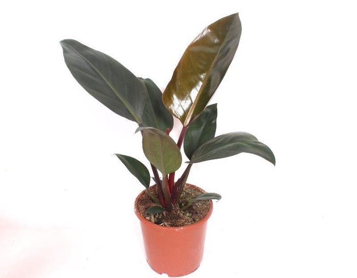 <h4>Philodendron Congo Red</h4>
