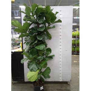 Ficus lyrata