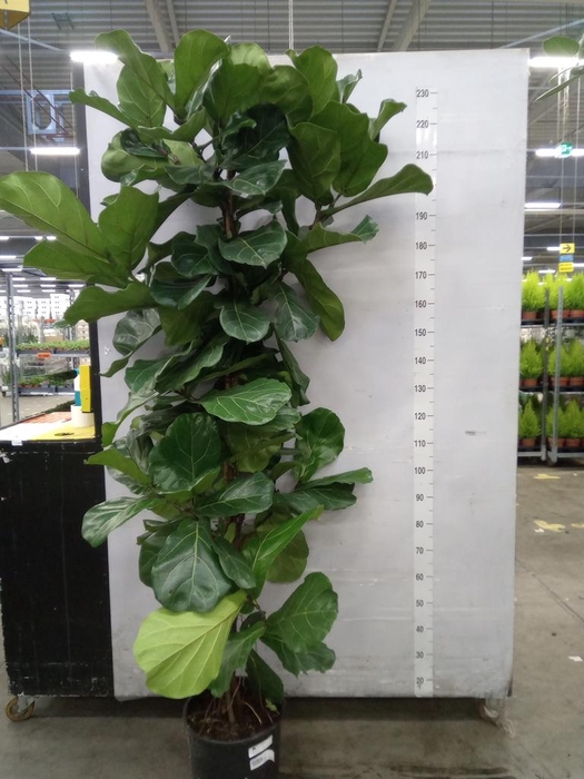<h4>Ficus lyrata</h4>