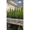 ** Buxu Se Pyramidalis 70cm P19 *spring Deal *