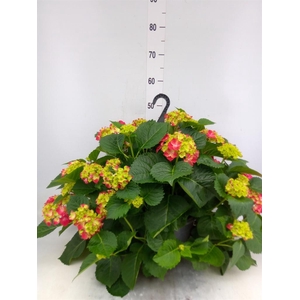 Hydrangea mac. 'Hi Fire'