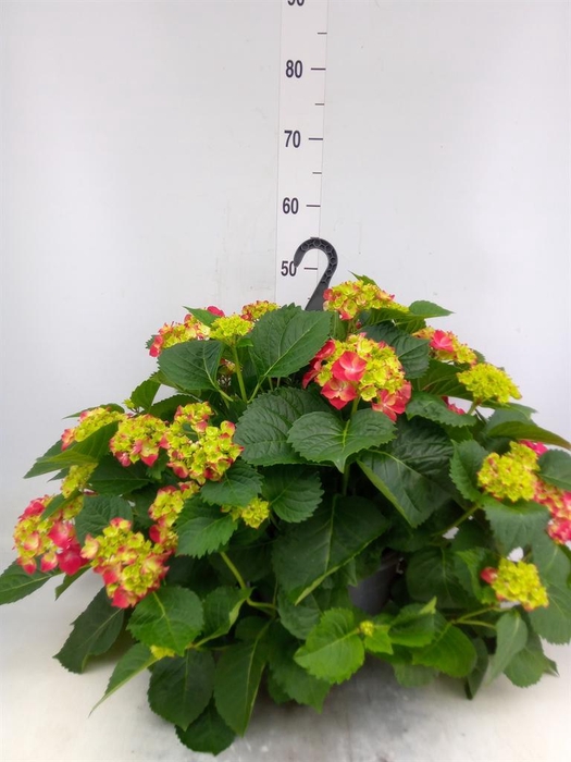 <h4>Hydrangea mac. 'Hi Fire'</h4>