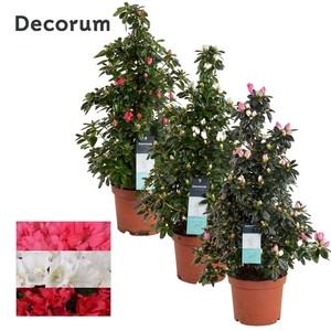 Azalea 17 cm Piramide mix - Decorum