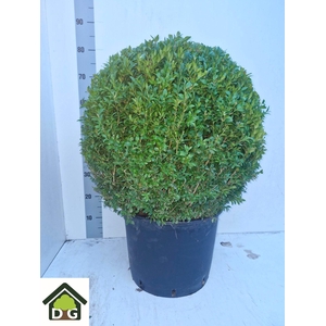 BUXU SEMPERVIRENS