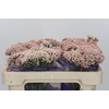 Ozothamnus Cooks Pink