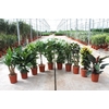 Groene kamerplanten mix CC