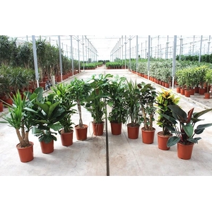 Groene kamerplanten mix CC