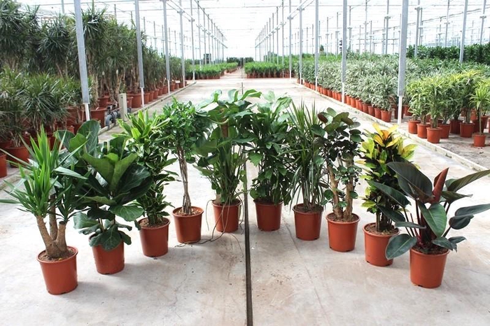 <h4>Groene kamerplanten mix CC</h4>