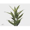 Sanderiana Gold 50 Cm