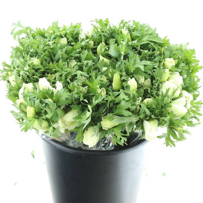 <h4>Anem Mistral White</h4>