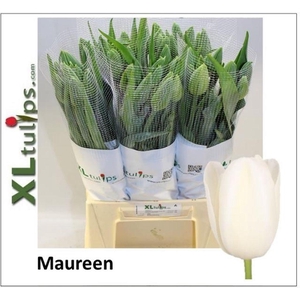 Tulipa fre maureen