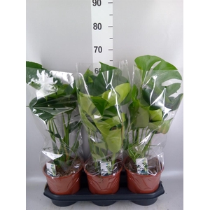 Monstera delic.