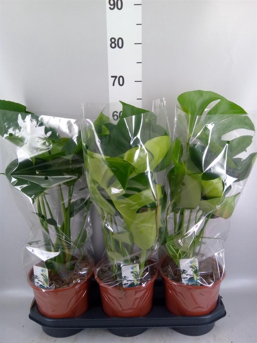 <h4>Monstera delic.</h4>