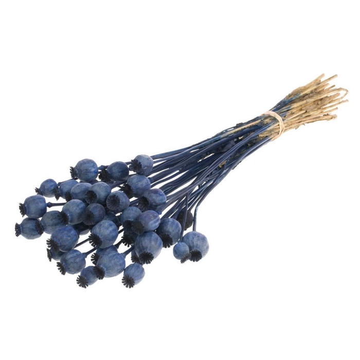 <h4>Papaver SB dark blue</h4>