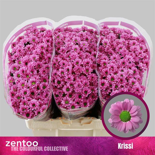 <h4>CHR S AAA KRISSI</h4>