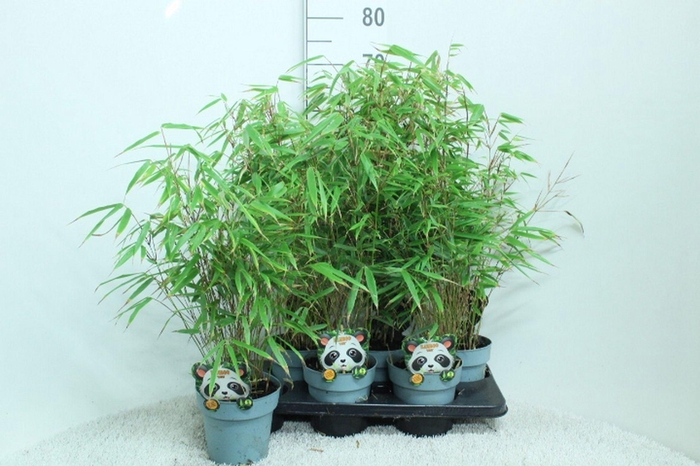 <h4>Fargesia rufa</h4>