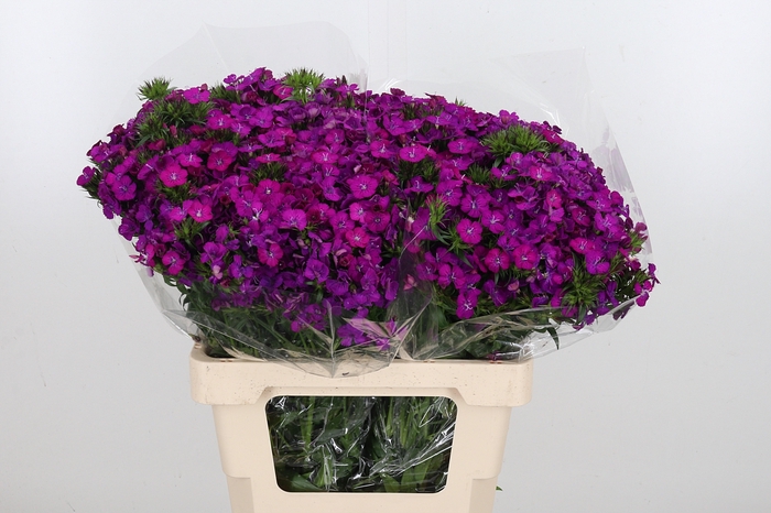 <h4>Di Barb Am Neon Purple</h4>