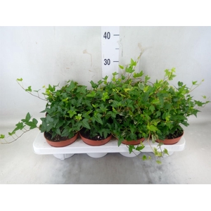 Hedera helix   ...mix 3