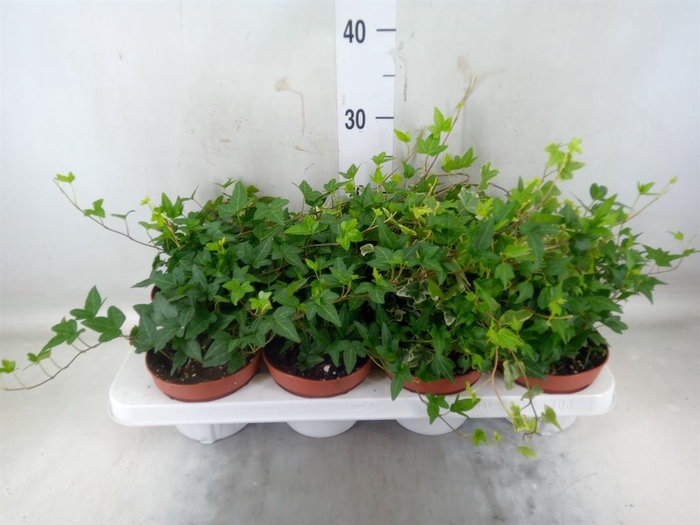 <h4>Hedera helix   ...mix 3</h4>