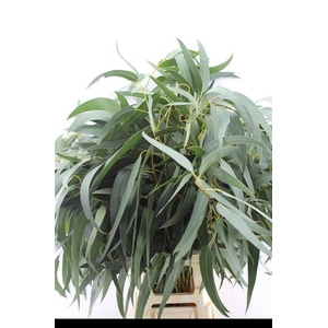 DECOGROEN GROOT BLAD