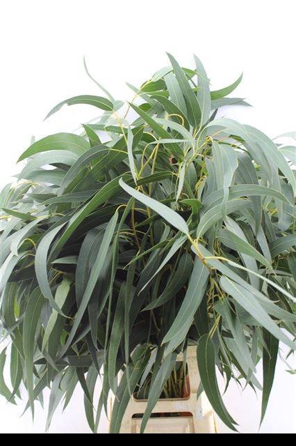 <h4>DECOGROEN GROOT BLAD</h4>