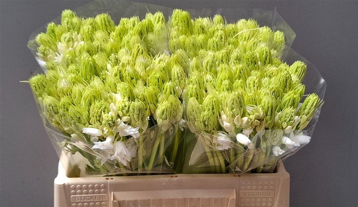 <h4>Scilla White City</h4>