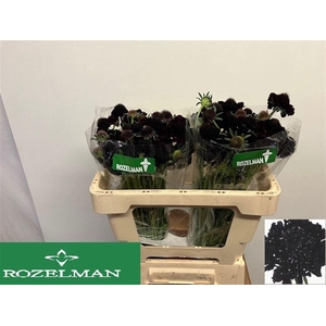 SCAB AT BLACKB SCOOP