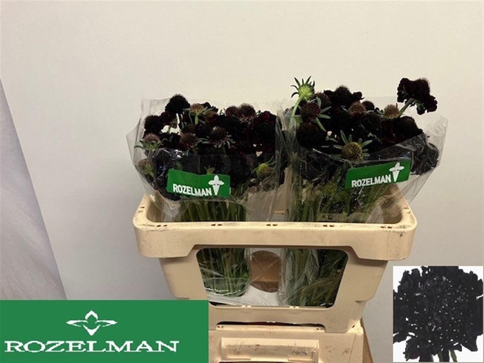 <h4>SCAB AT BLACKB SCOOP</h4>